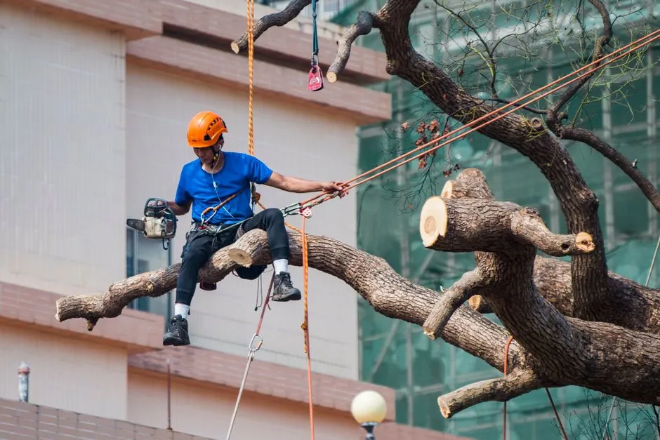 Rognage et destruction de souche d'arbre